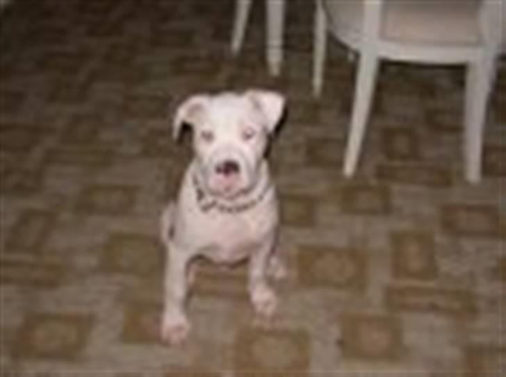 Amerikansk bulldog King 28/06/2009 - se så fin jeg er. billede 9