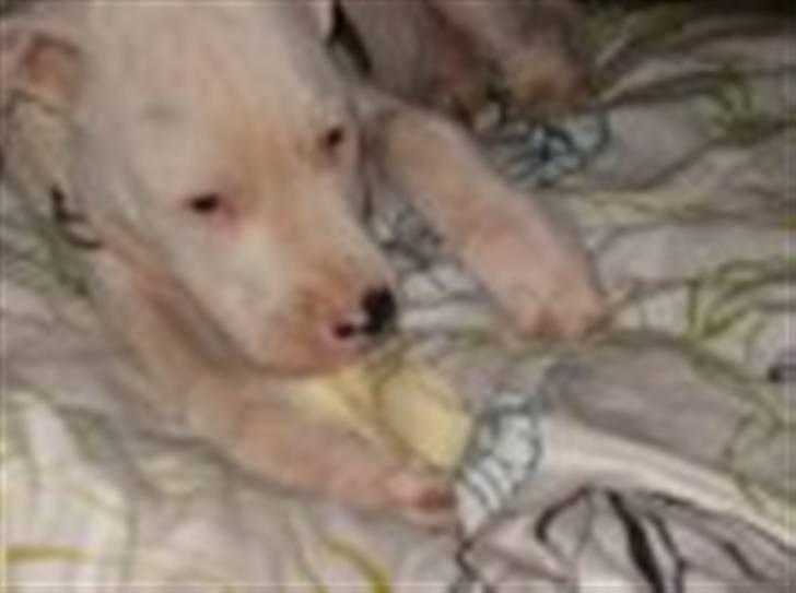 Amerikansk bulldog King 28/06/2009 billede 11