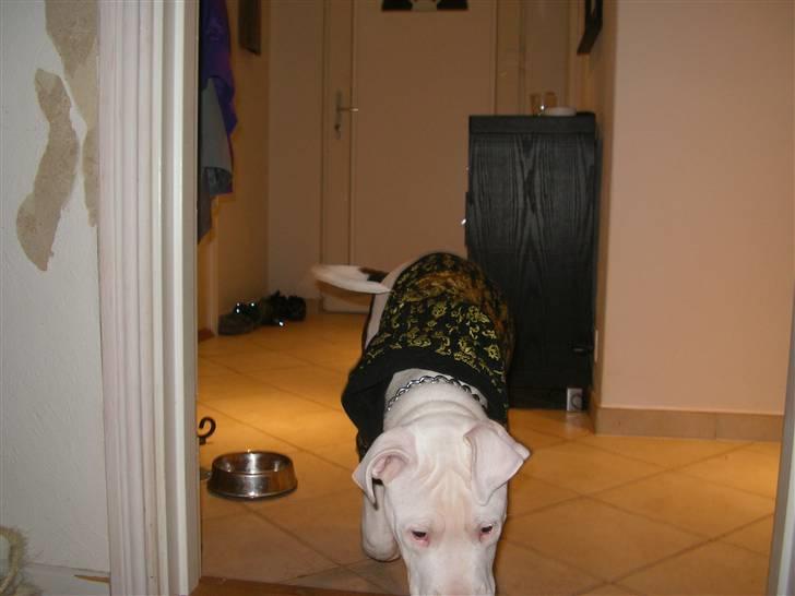 Amerikansk bulldog King 28/06/2009 billede 13