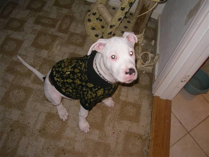 Amerikansk bulldog King 28/06/2009 billede 14