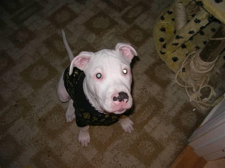 Amerikansk bulldog King 28/06/2009 billede 15