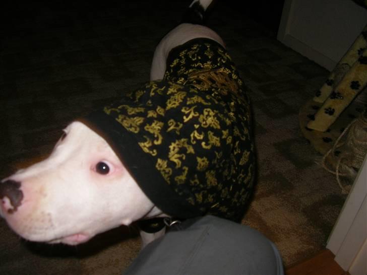 Amerikansk bulldog King 28/06/2009 billede 16