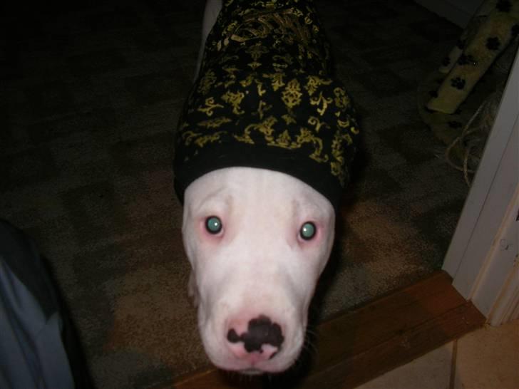 Amerikansk bulldog King 28/06/2009 billede 17