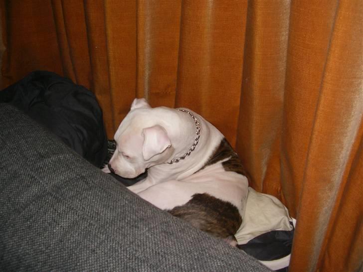 Amerikansk bulldog King 28/06/2009 billede 18