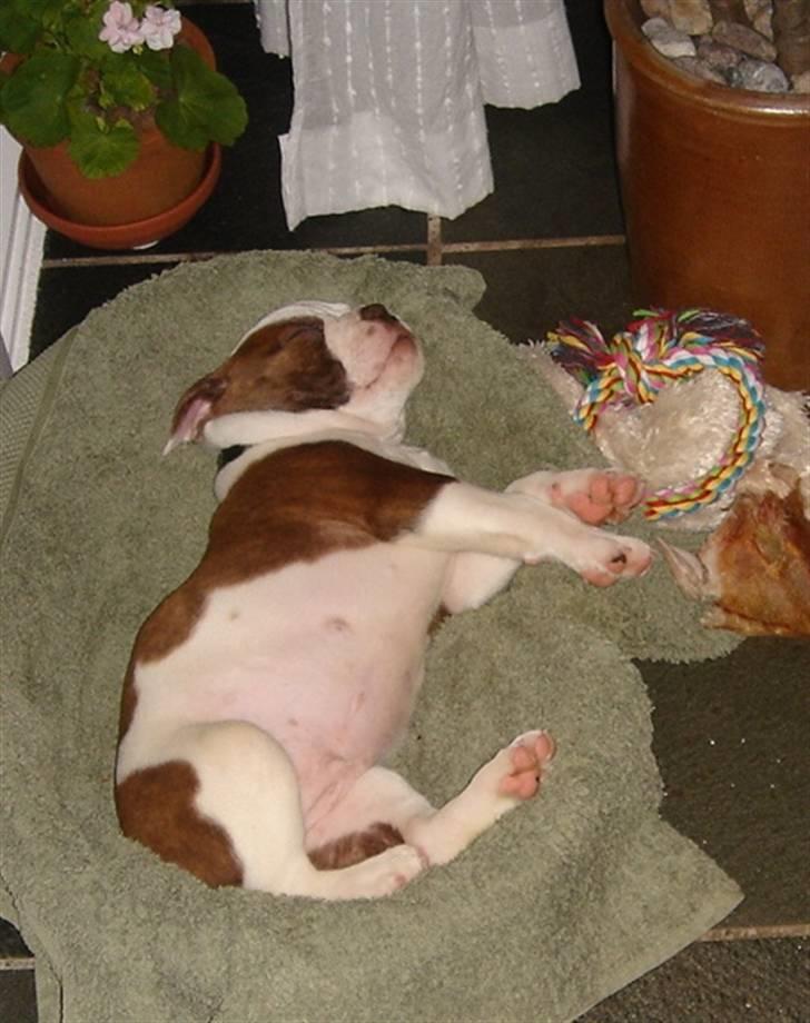 Olde english bulldogge Østergaards Six Pence - Lige kommet hjem til os billede 12