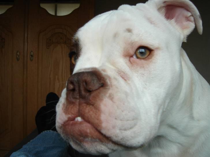 Olde english bulldogge Østergaards Six Pence - Hmmmm billede 14