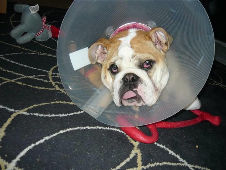 Engelsk bulldog Fiona - Hun rækker da lige tunge af mig. heh billede 9