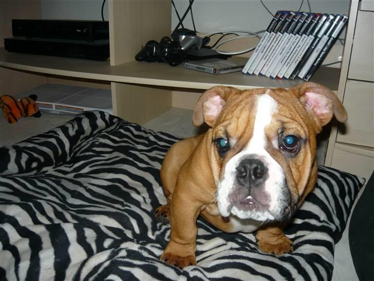 Engelsk bulldog Shrek billede 2