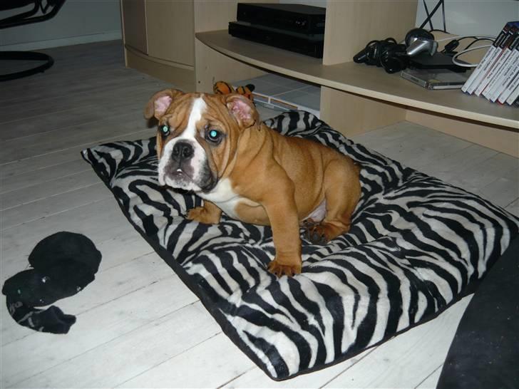 Engelsk bulldog Shrek billede 3