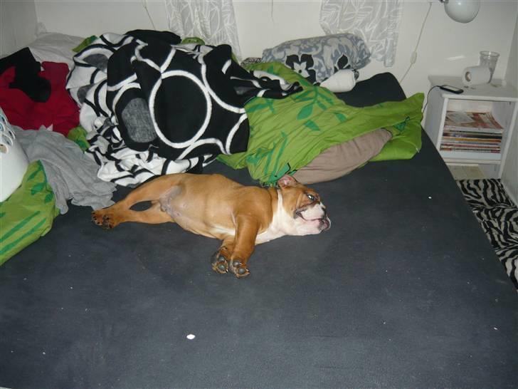 Engelsk bulldog Shrek - Man sover jo så dejligt oppe i sengen :b billede 4