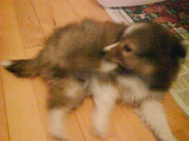 Shetland sheepdog Pixie - Pixie´s første nat oppe på værelset. "Dumme fod! Hvorfor skal du blive ved med at klø mig?! KOM SÅ AF! *haps*" billede 7