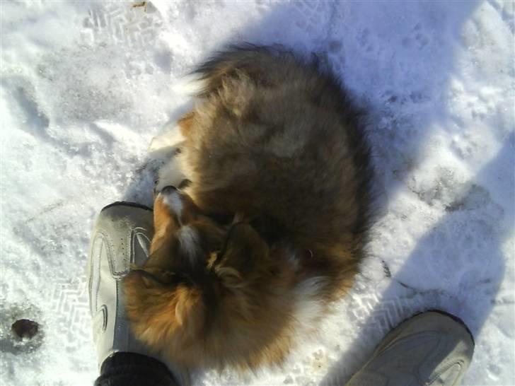 Shetland sheepdog Pixie billede 8