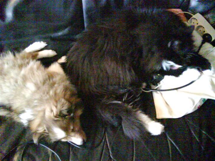 Shetland sheepdog Pixie - Pixie ligger og får sig en morfar sammen med den største af kattende, Freja :) billede 9