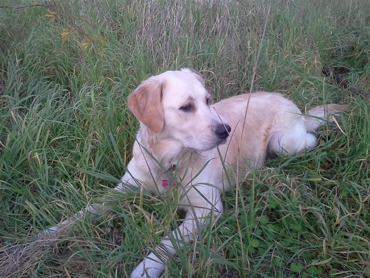 Golden retriever Aya billede 1