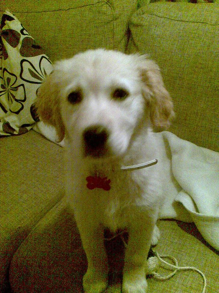 Golden retriever Aya billede 2