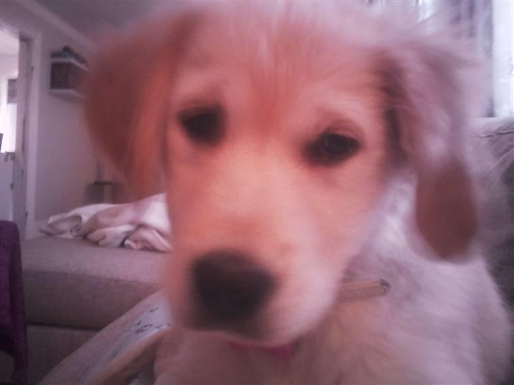 Golden retriever Aya billede 3