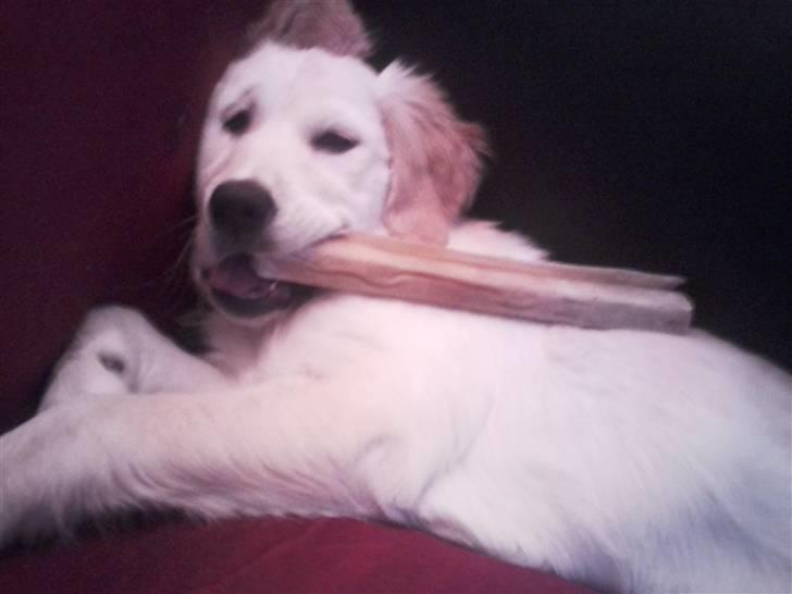 Golden retriever Aya billede 4