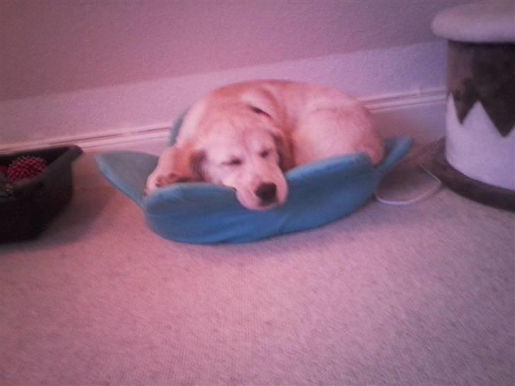 Golden retriever Aya - Hun tog lige en lur i kattenes kurv billede 5