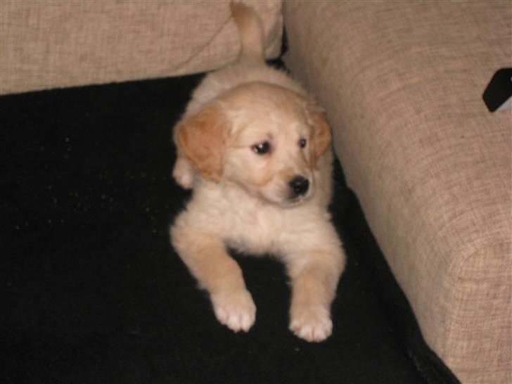 Golden retriever Aya billede 6