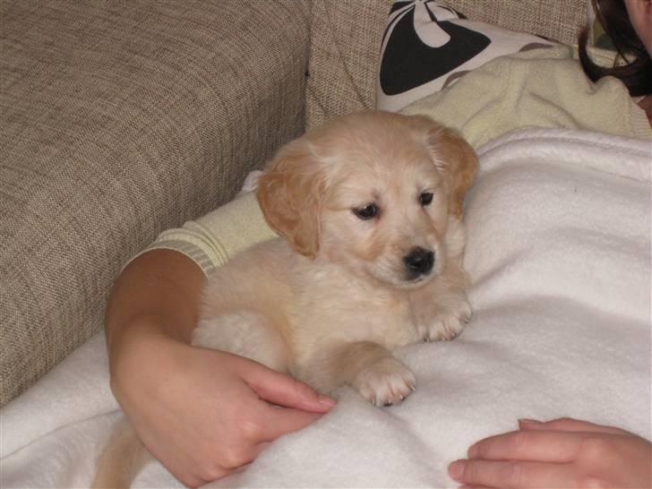 Golden retriever Aya billede 7