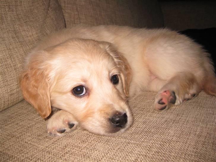 Golden retriever Aya billede 8