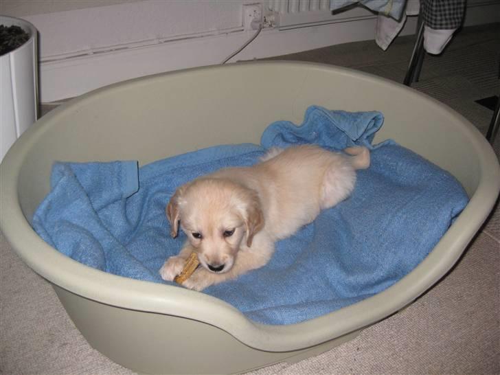 Golden retriever Aya billede 9