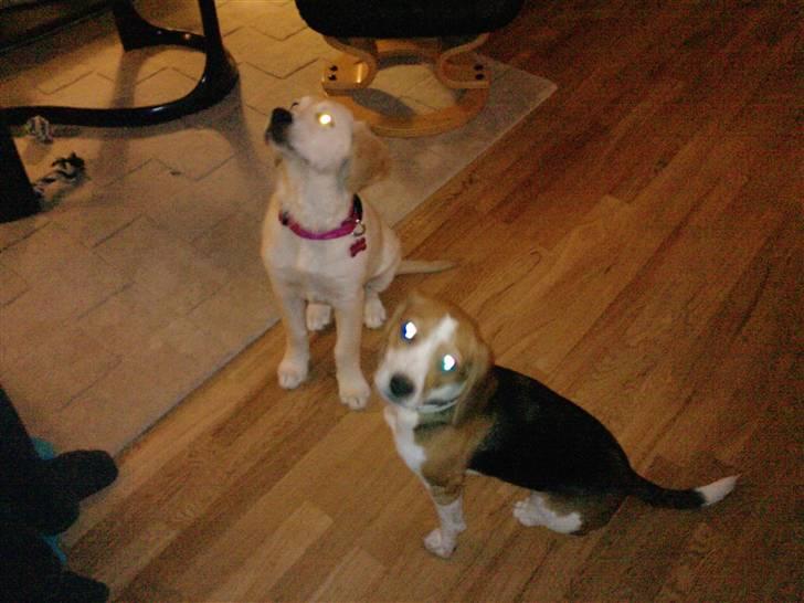 Golden retriever Aya - Aya og Freia billede 10