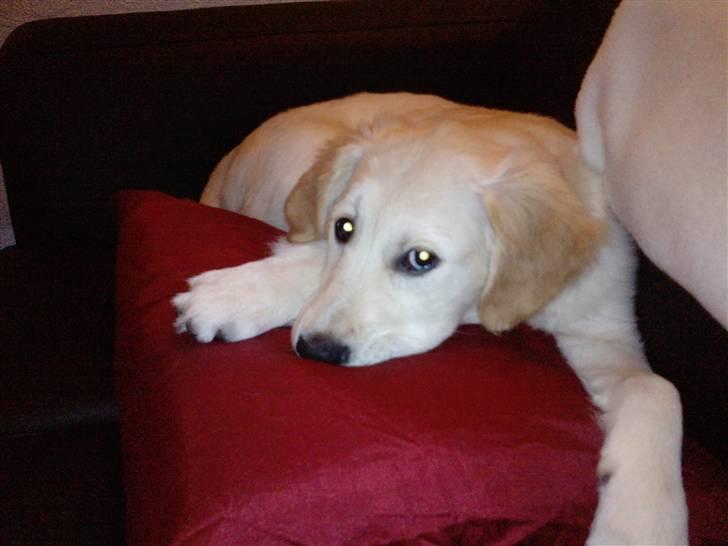 Golden retriever Aya billede 11