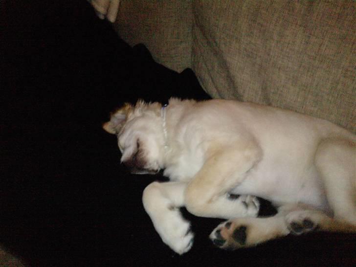 Golden retriever Aya billede 12