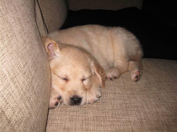 Golden retriever Aya billede 13