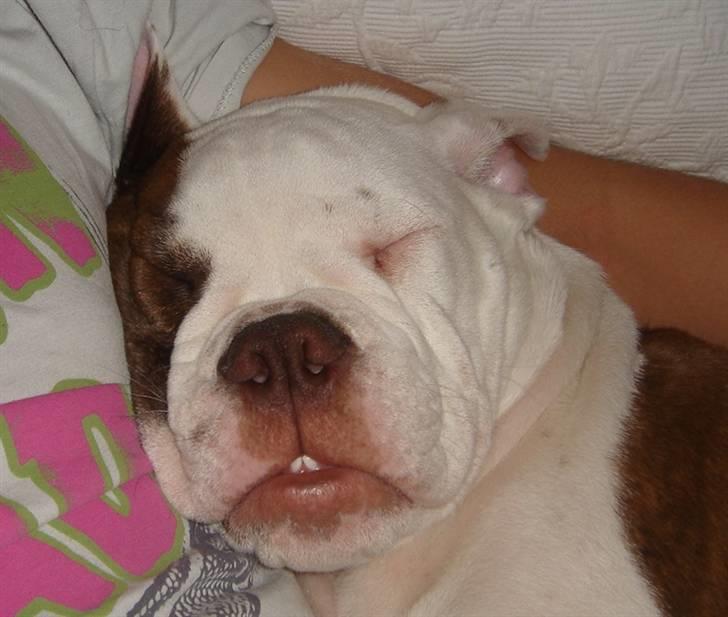 Olde english bulldogge Østergaards Six Pence - Slapper a´ billede 15