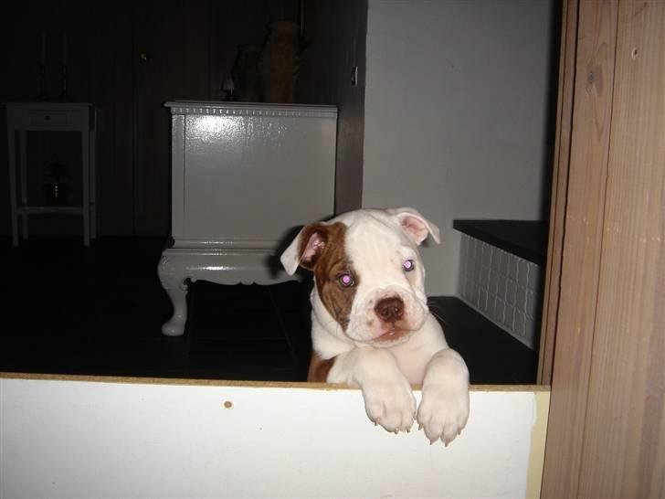 Olde english bulldogge Østergaards Six Pence - Dengang jeg kunne komme ud af kattenlemmen  ;-) billede 16