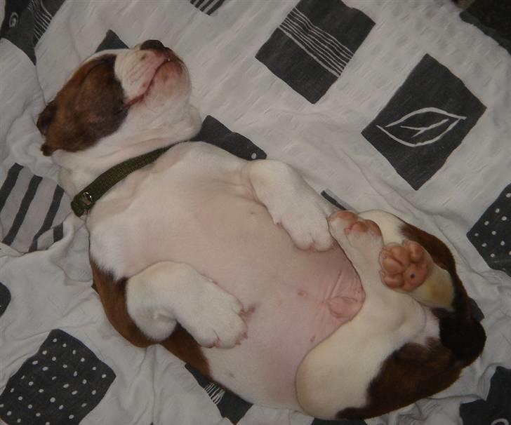 Olde english bulldogge Østergaards Six Pence - Jeg er helt tryg...... billede 17