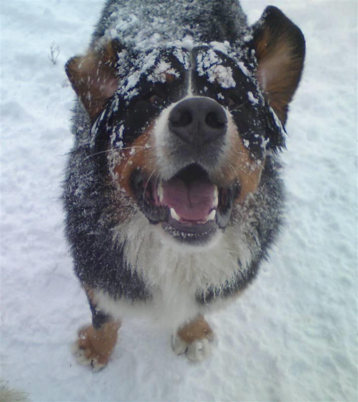 Berner sennenhund Terplinggaards Arkaen - Hmm ligner jeg en sne gris med den tryne ;-) billede 17