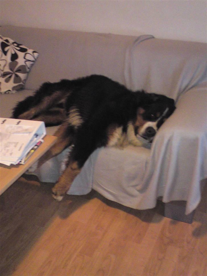 Berner sennenhund Terplinggaards Arkaen - En morfar på sofaen er skønt! billede 19