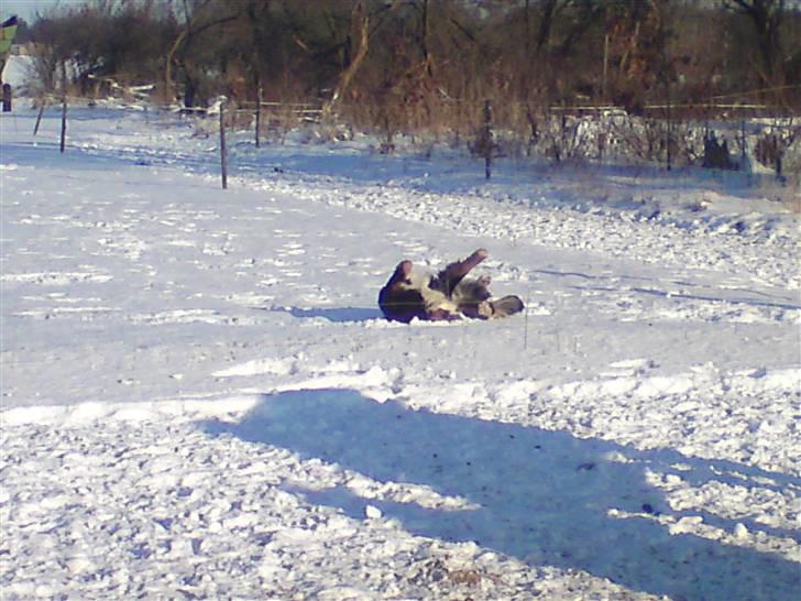Berner sennenhund Terplinggaards Arkaen - Vinter er total ynglings årstid... billede 20
