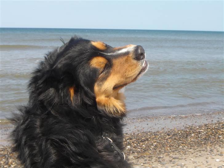 Berner sennenhund :D Bamse :D  - Standen er det bedste vanbassign! :D   billede 5