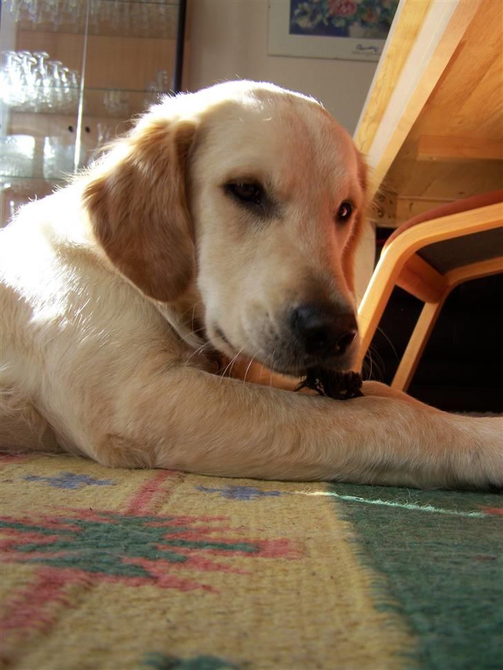 Golden retriever Charlie billede 11
