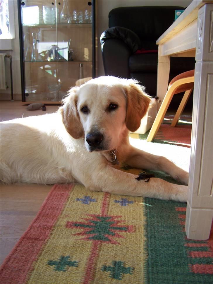 Golden retriever Charlie billede 12