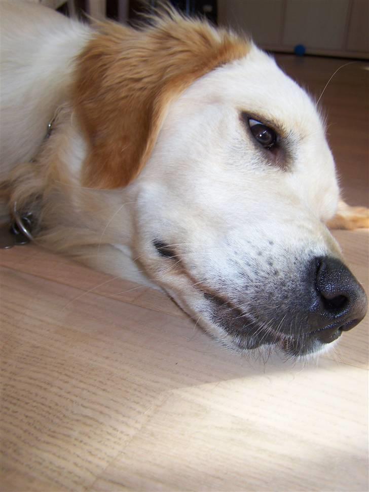 Golden retriever Charlie billede 13