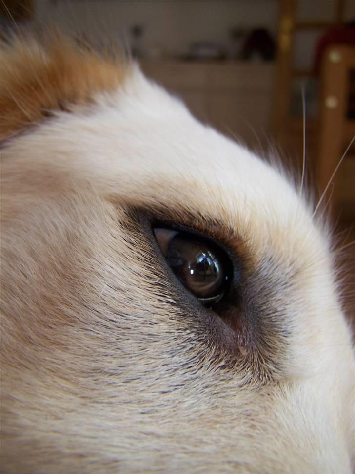 Golden retriever Charlie billede 14