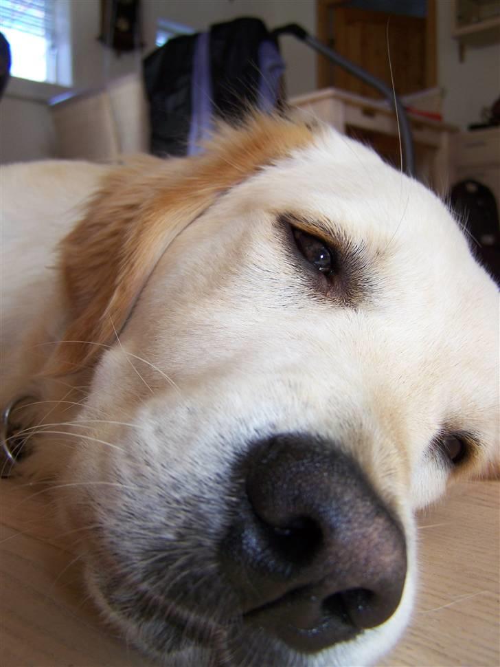 Golden retriever Charlie billede 15