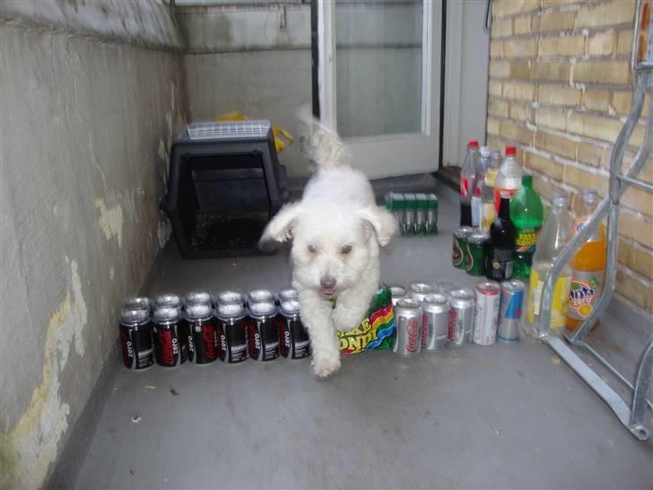 Coton de tulear Jasmin billede 8