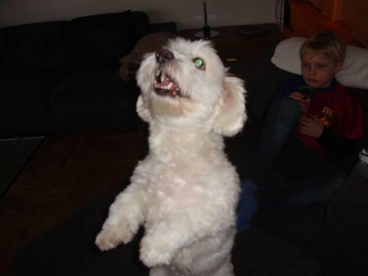 Coton de tulear Jasmin billede 9