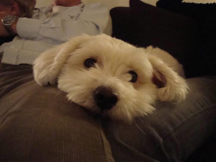 Coton de tulear Jasmin billede 10