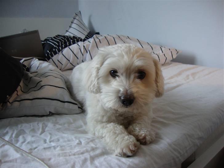 Coton de tulear Jasmin billede 11
