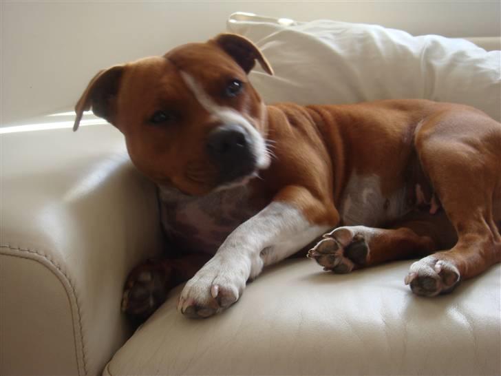 Staffordshire bull terrier chica billede 10