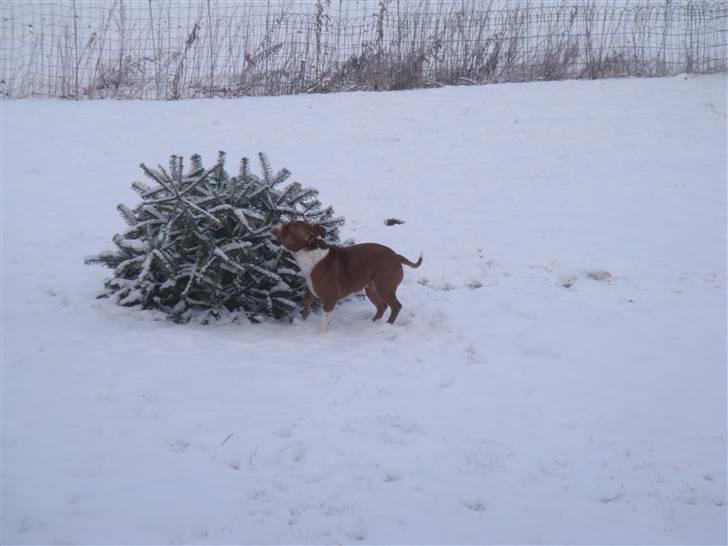 Staffordshire bull terrier chica billede 12