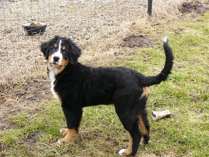 Berner sennenhund Freja - Freja d.20 marts. 14 uger og 1 dag gammel. Stor og smuk hund!!!! billede 6