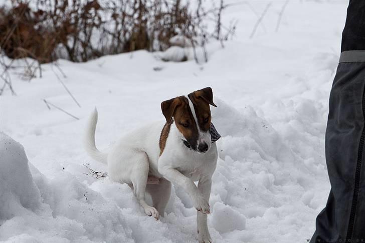 Jack russell terrier Cæsar - 5 mdr gammel billede 10